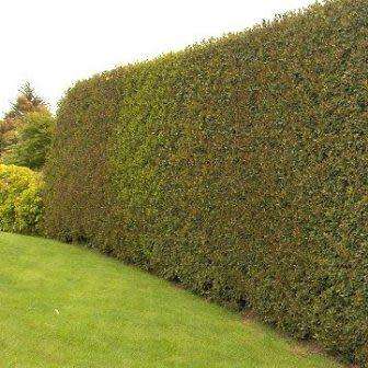 10 Ilex aquifolium - English Holly - Mistletoe Seeds - Evergreen Tree or Shrub - Combined Shipping