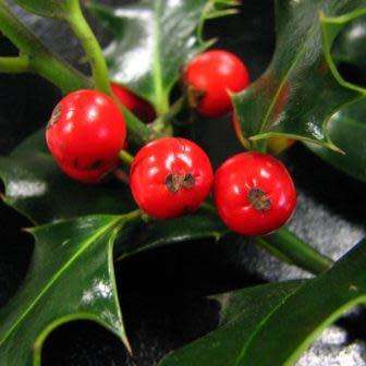 10 Ilex aquifolium - English Holly - Mistletoe Seeds - Evergreen Tree or Shrub - Combined Shipping