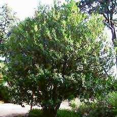 10 Ilex aquifolium - English Holly - Mistletoe Seeds - Evergreen Tree or Shrub - Combined Shipping