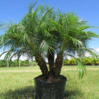 5 Phoenix roebelenii Seeds - Exotic Pygmy Date Palm Tree - Edible - Combined Worldwide Shipping