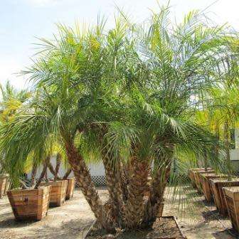 5 Phoenix roebelenii Seeds - Exotic Pygmy Date Palm Tree - Edible - Combined Worldwide Shipping