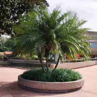 5 Phoenix roebelenii Seeds - Exotic Pygmy Date Palm Tree - Edible - Combined Worldwide Shipping