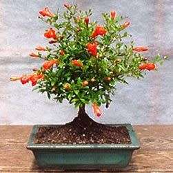 Punica granatum var. nana - Dwarf Pomegranate Bonsai - 5 Seeds + Bonsai eBook