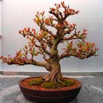 Punica granatum var. nana - Dwarf Pomegranate Bonsai - 5 Seeds + Bonsai eBook