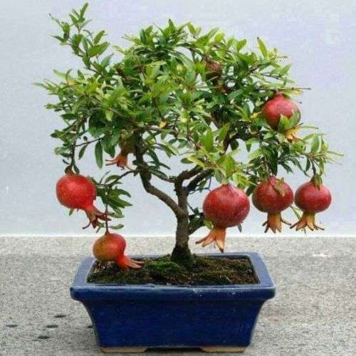 Punica granatum var. nana - Dwarf Pomegranate Bonsai - 5 Seeds + Bonsai eBook