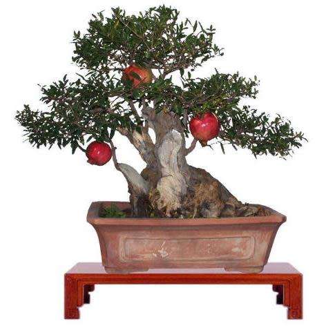 Punica granatum var. nana - Dwarf Pomegranate Bonsai - 5 Seeds + Bonsai eBook