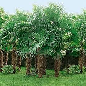 5 Trachycarpus fortunei Seeds - Windmill Palm - Exotic EvergreenTree - Combined Worldwide Shipping