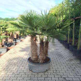 5 Trachycarpus fortunei Seeds - Windmill Palm - Exotic EvergreenTree - Combined Worldwide Shipping