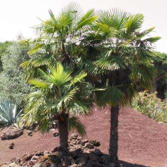 5 Trachycarpus fortunei Seeds - Windmill Palm - Exotic EvergreenTree - Combined Worldwide Shipping