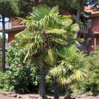 5 Trachycarpus fortunei Seeds - Windmill Palm - Exotic EvergreenTree - Combined Worldwide Shipping