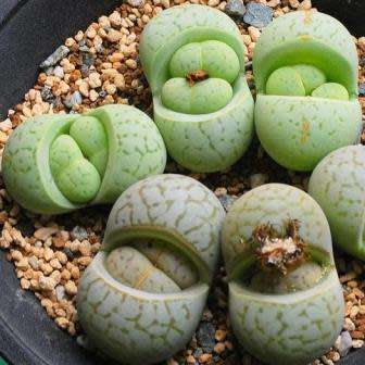 10+ Dinteranthus vanzylii Emerald Seeds - Rare Indigenous South African Mesemb Succulent
