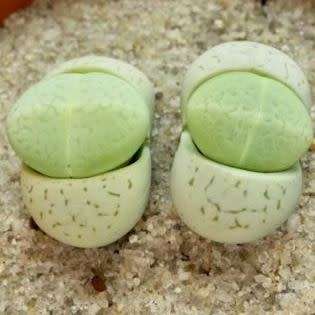 10+ Dinteranthus vanzylii Emerald Seeds - Rare Indigenous South African Mesemb Succulent