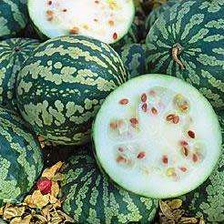 Citrullus lanatus ssp. lanatus var. citroides Seeds - Citron Melon, Makataan Edible Fruit Vine