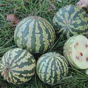 Citrullus lanatus ssp. lanatus var. citroides Seeds - Citron Melon, Makataan Edible Fruit Vine