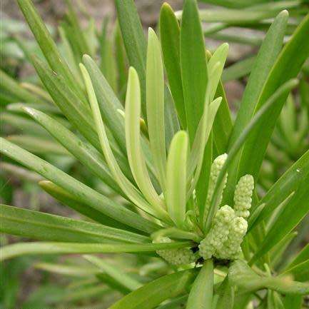 10+ Outeniqua Yellow Wood Afrocarpus falcatus (Podocarpus falcatus) Tree Seeds - Indigenous