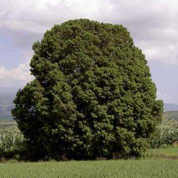 10+ Outeniqua Yellow Wood Afrocarpus falcatus (Podocarpus falcatus) Tree Seeds - Indigenous