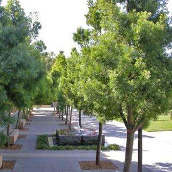 10+ Outeniqua Yellow Wood Afrocarpus falcatus (Podocarpus falcatus) Tree Seeds - Indigenous