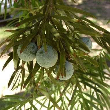 10+ Outeniqua Yellow Wood Afrocarpus falcatus (Podocarpus falcatus) Tree Seeds - Indigenous