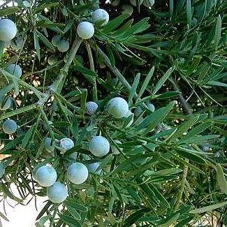 10+ Outeniqua Yellow Wood Afrocarpus falcatus (Podocarpus falcatus) Tree Seeds - Indigenous