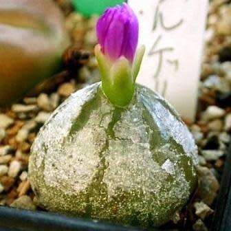 5 Conophytum burgeri Seeds - Rare South African Indigenous Succulent Mesemb - Global Shipping