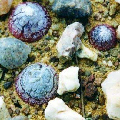 5 Conophytum burgeri Seeds - Rare South African Indigenous Succulent Mesemb - Global Shipping