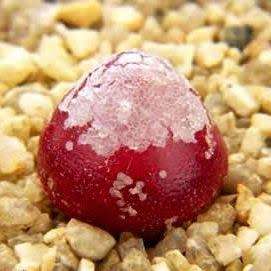 5 Conophytum burgeri Seeds - Rare South African Indigenous Succulent Mesemb - Global Shipping