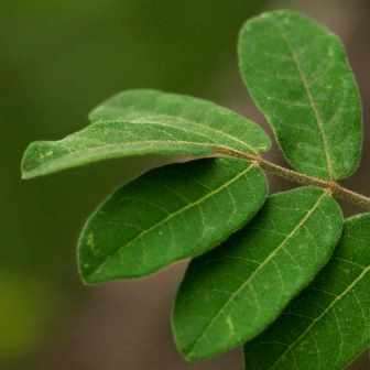100 Commiphora mollis Seeds - Velvet Corkwood - Rare South African Indigenous Deciduous Tree