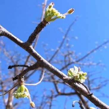 100 Commiphora mollis Seeds - Velvet Corkwood - Rare South African Indigenous Deciduous Tree