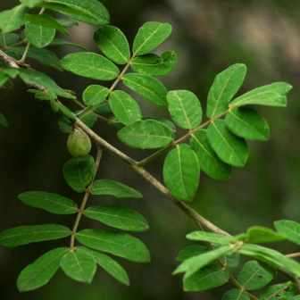100 Commiphora mollis Seeds - Velvet Corkwood - Rare South African Indigenous Deciduous Tree