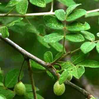 100 Commiphora mollis Seeds - Velvet Corkwood - Rare South African Indigenous Deciduous Tree