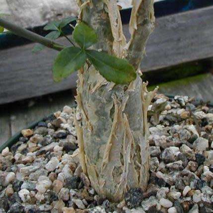 100 Commiphora mollis Seeds - Velvet Corkwood - Rare South African Indigenous Deciduous Tree