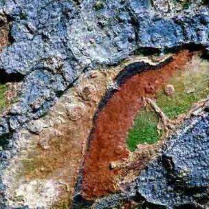 100 Commiphora mollis Seeds - Velvet Corkwood - Rare South African Indigenous Deciduous Tree