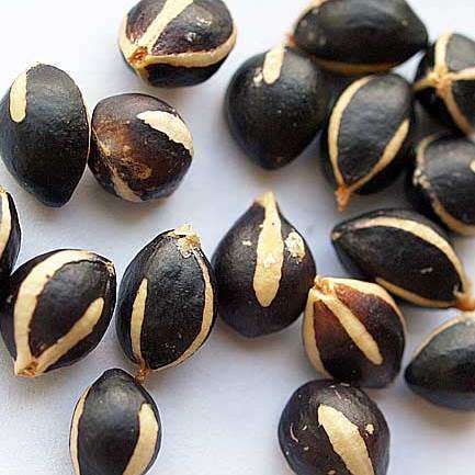 100 Commiphora mollis Seeds - Velvet Corkwood - Rare South African Indigenous Deciduous Tree