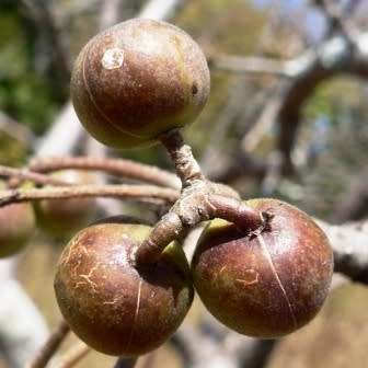 100 Commiphora mollis Seeds - Velvet Corkwood - Rare South African Indigenous Deciduous Tree