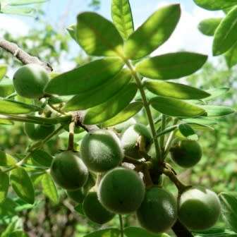 100 Commiphora mollis Seeds - Velvet Corkwood - Rare South African Indigenous Deciduous Tree