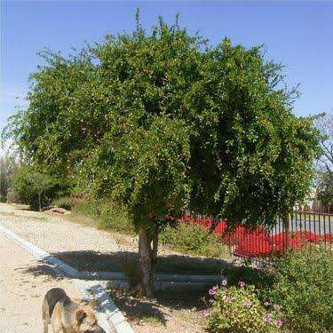 10 Dovyalis caffra (Kei-apple) Tree Seeds - Indigenous South African Edible Fruit