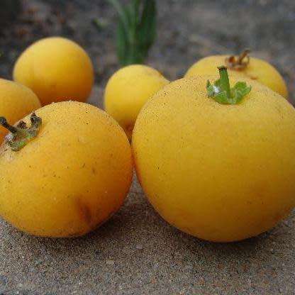 10 Dovyalis caffra (Kei-apple) Tree Seeds - Indigenous South African Edible Fruit