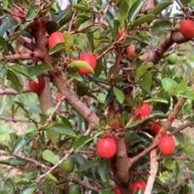 Ximenia caffra Seeds - Large Sourplum - Indigenous Deciduous Edible Fruit Tree