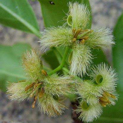 5 Ximenia americana Seeds - Yellow Plum or Sea Lemon - Edible Fruit Tree