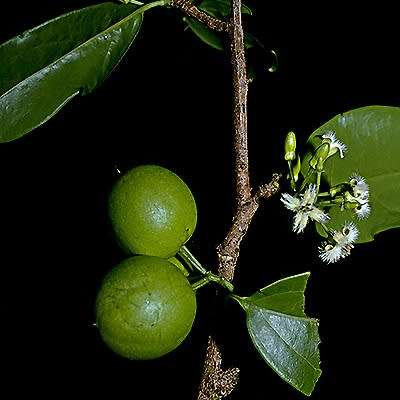 5 Ximenia americana Seeds - Yellow Plum or Sea Lemon - Edible Fruit Tree