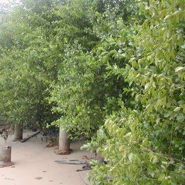 5 Ximenia americana Seeds - Yellow Plum or Sea Lemon - Edible Fruit Tree