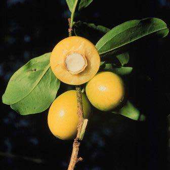 5 Ximenia americana Seeds - Yellow Plum or Sea Lemon - Edible Fruit Tree