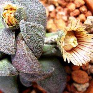 Aloinopsis rubrolineata - 10 Seed Pack Indigenous Succulent Mesemb - Worldwide Shipping