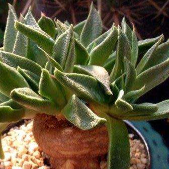 Aloinopsis rubrolineata - 10 Seed Pack Indigenous Succulent Mesemb - Worldwide Shipping