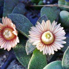 Aloinopsis rubrolineata - 10 Seed Pack Indigenous Succulent Mesemb - Worldwide Shipping