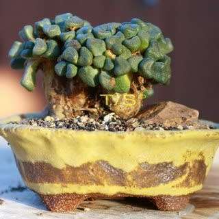 Aloinopsis rubrolineata - 10 Seed Pack Indigenous Succulent Mesemb - Worldwide Shipping