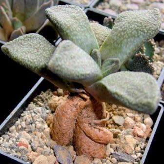 Aloinopsis rubrolineata - 10 Seed Pack Indigenous Succulent Mesemb - Worldwide Shipping