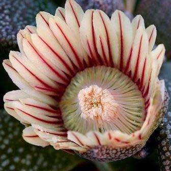 Aloinopsis rubrolineata - 10 Seed Pack Indigenous Succulent Mesemb - Worldwide Shipping