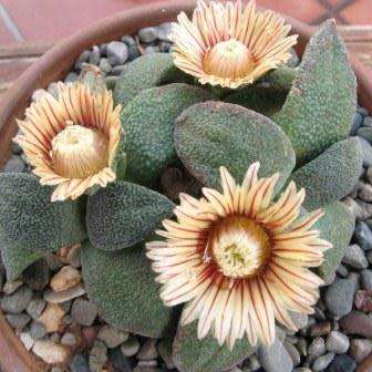 Aloinopsis rubrolineata - 10 Seed Pack Indigenous Succulent Mesemb - Worldwide Shipping