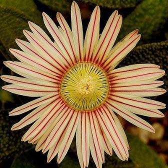 Aloinopsis rubrolineata - 10 Seed Pack Indigenous Succulent Mesemb - Worldwide Shipping